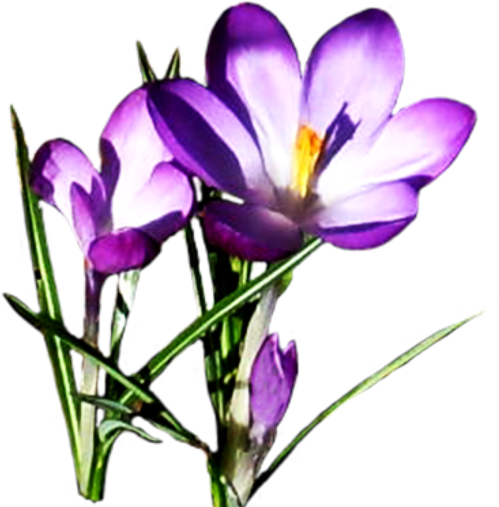 Free Clipart Spring Flowers Flower Pictures Download - Clipart Spring Flowers (1024x1024), Png Download
