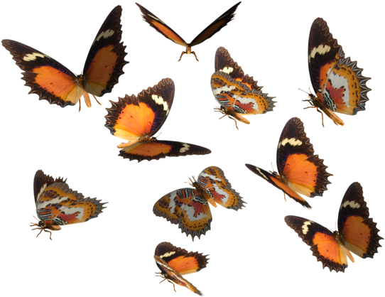 Monarch Butterfly Clipart Deviantart - Real Butterfly Png (600x420), Png Download
