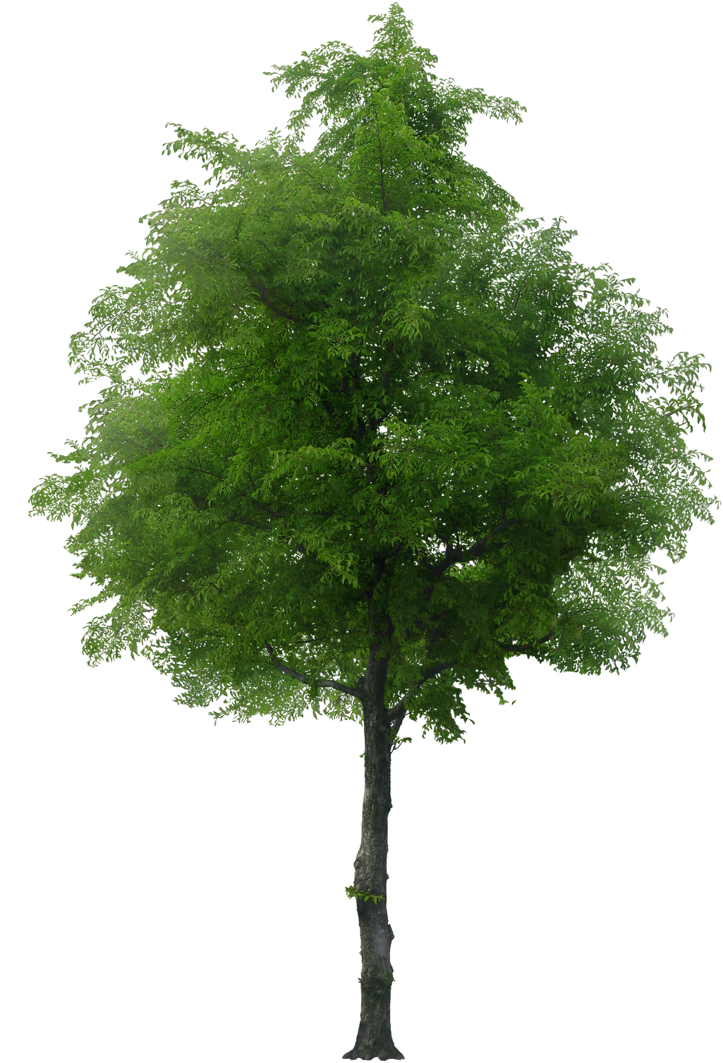 Tree Psd, Arbre Png, Watercolor Trees, Tree Photoshop, - Arboles Png Para Photoshop (1081x1600), Png Download