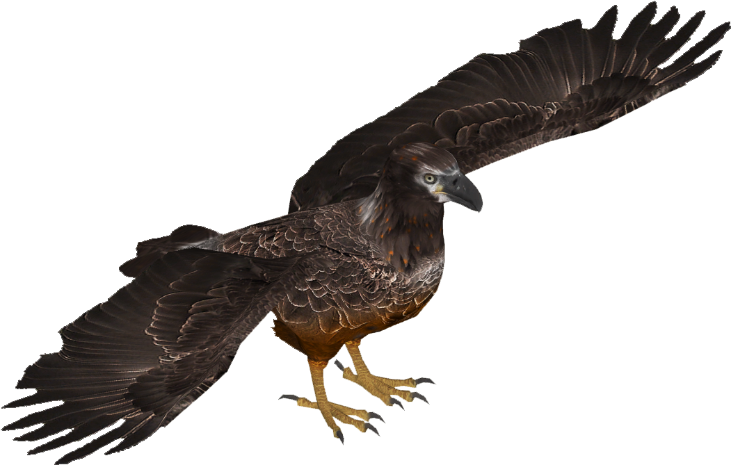 Bald Eagle Young Skin (tamara Henson) - Turkey Vulture (1050x1050), Png Download