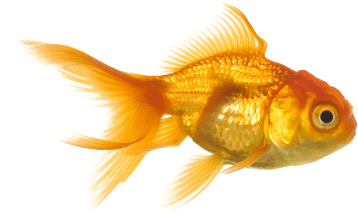 Free Png Goldfish Png Images Transparent - Aquarium Fish (850x503), Png Download