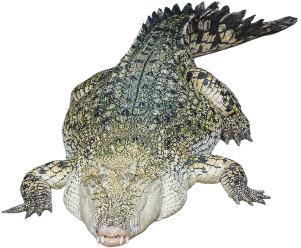 Alligator Png Photo - Tirecoverpro Full Color Night Owl Hunting Prey In The (1024x853), Png Download