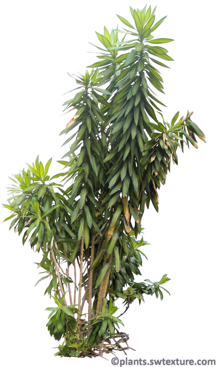 Tropical Bushes Png - Tropical Plants Png Transparent (450x756), Png Download