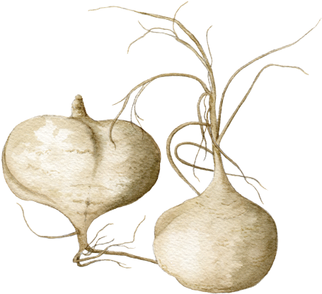 Jicama - Jícama (500x449), Png Download