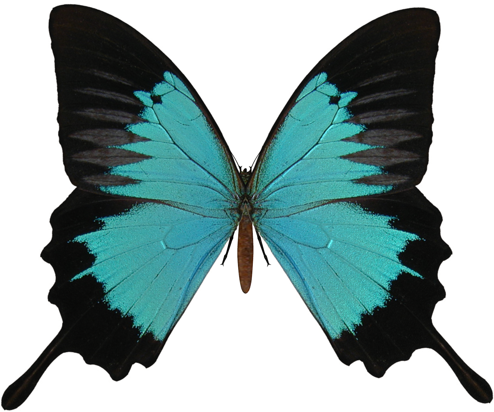Butterfly Png Image - Animals Flashcards Free Printable (1700x1500), Png Download