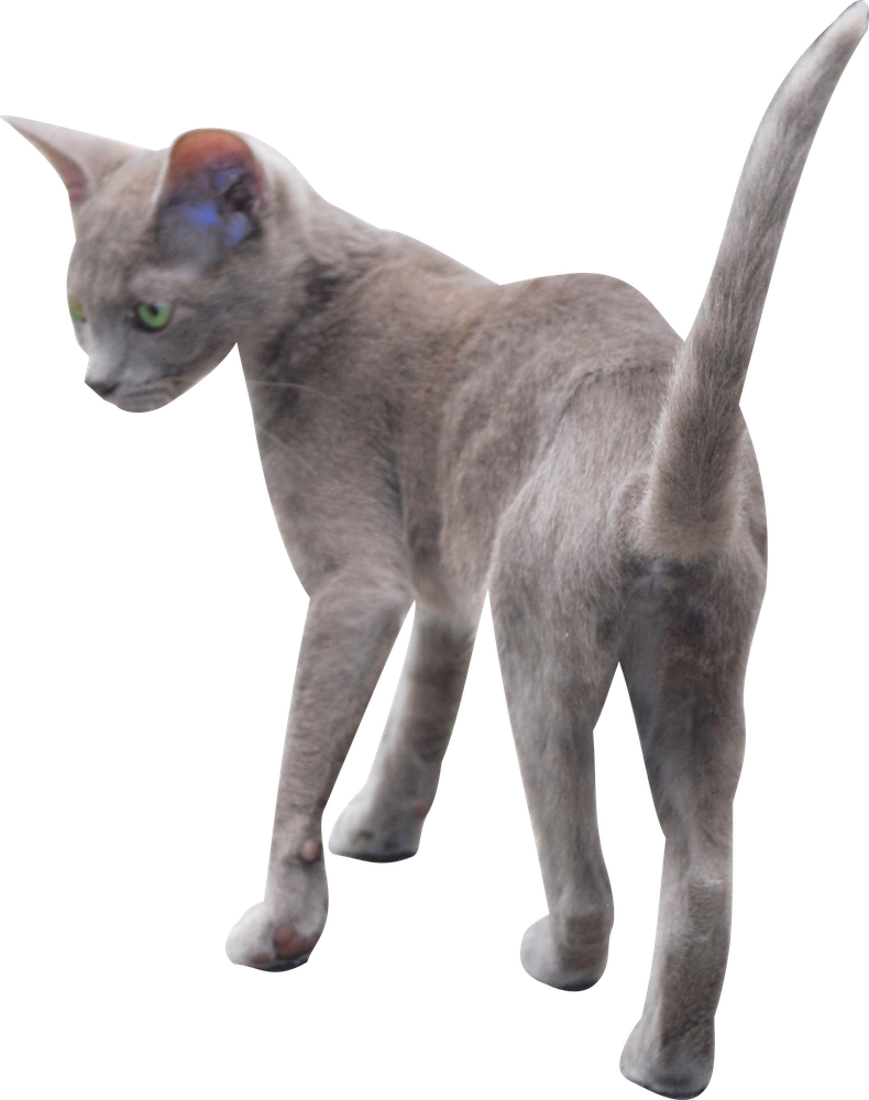 Free Digital Kitten Png - Png Russian Blue Kitten (790x1000), Png Download