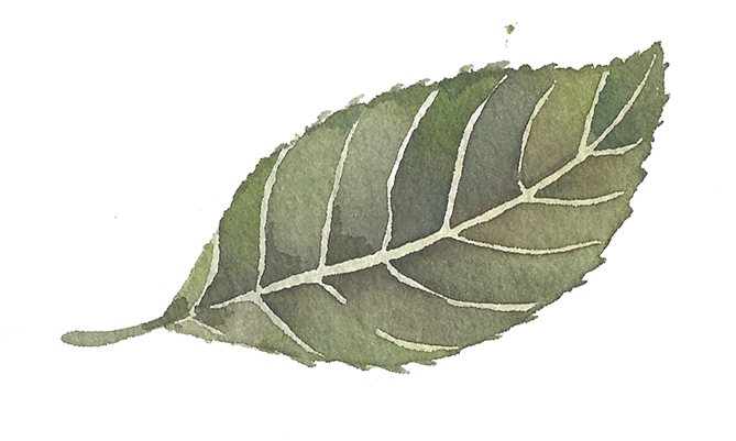 Single Leaf Sticker - Sweet Birch (709x709), Png Download