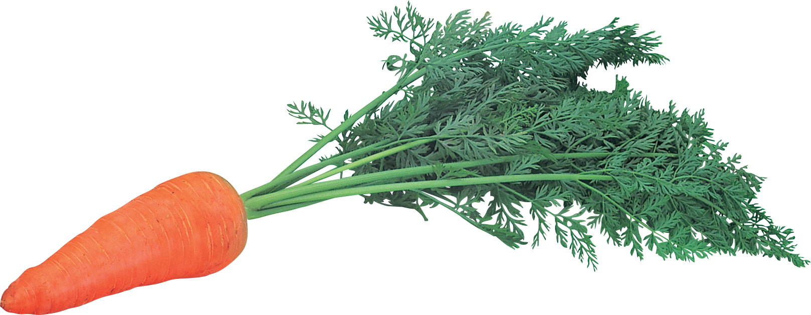 Carrot Png Icon - Картинки Морковь Одна (1616x628), Png Download