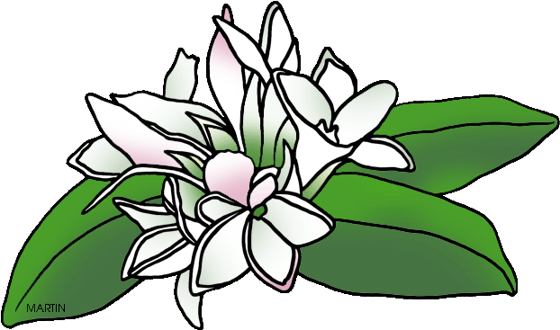 United States Clip Art By Phillip Martin - Mayflower Flower Clipart (648x382), Png Download