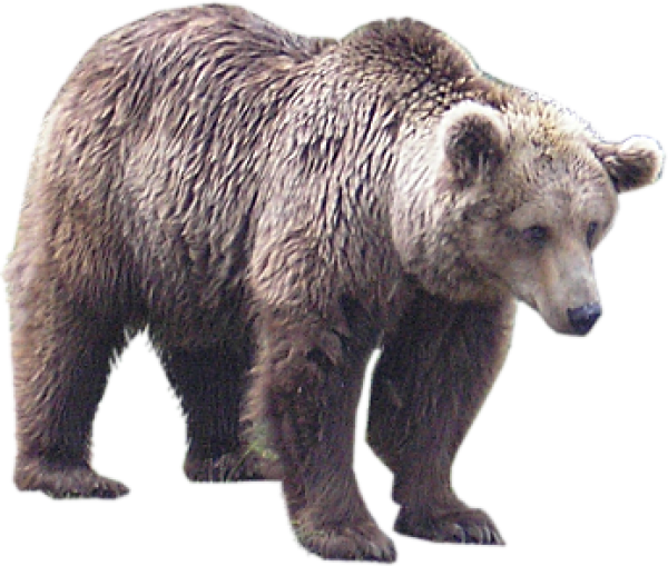 White Bear Png Free Download - Bear Transparent Png (600x509), Png Download