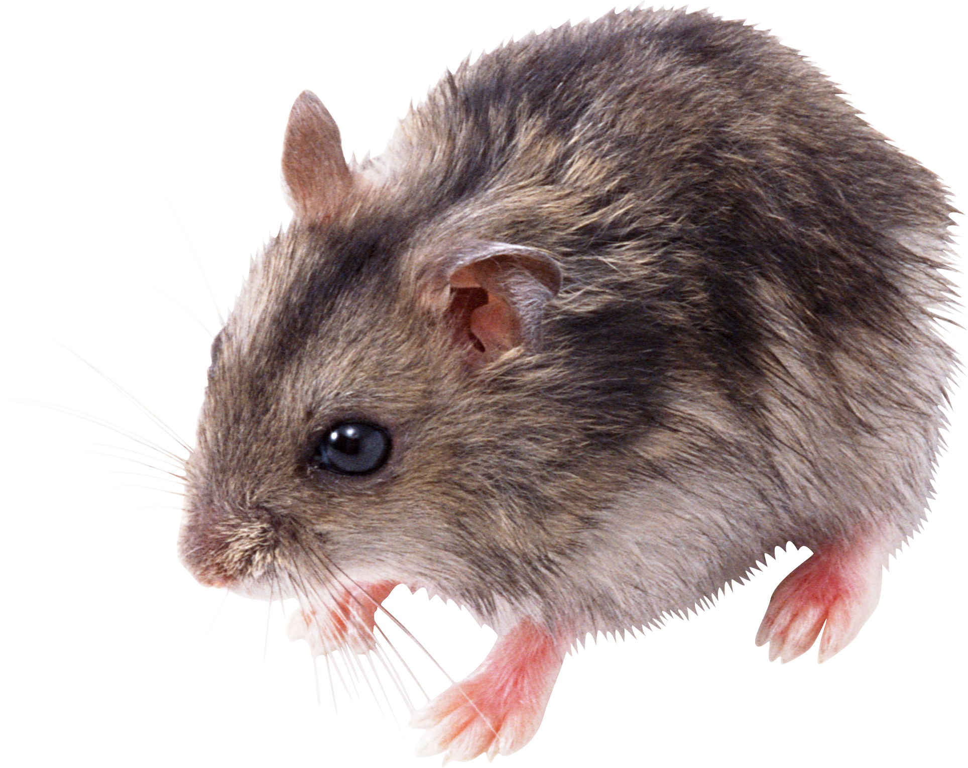 Mouse Animal Png - Мышь Png (1928x1529), Png Download