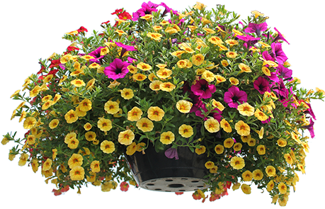 Full Sun Hanging Baskets, Patio Containers & Window - Plants Top View Png (600x300), Png Download