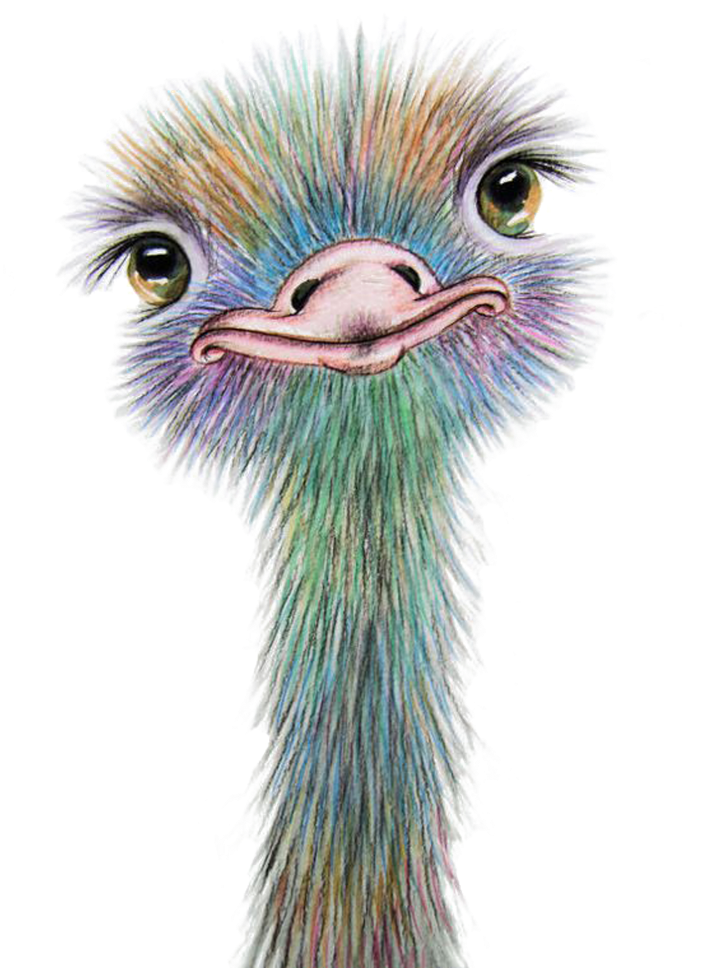 Watercolor Painting Art Drawing Common Ostrich - Paint An Ostrich (564x785), Png Download