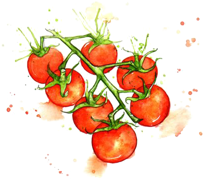 Juice Cherry Tomato Watercolor Painting Vegetable Illustration - Cherry Tomato Illustration (564x481), Png Download