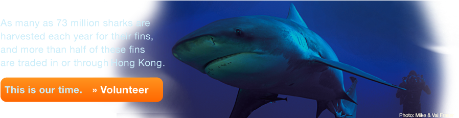 Shop - Great White Shark (940x230), Png Download