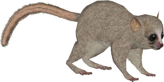 Berthe's Mouse Lemur Y - Zt2 Download Library Lemur (965x965), Png Download