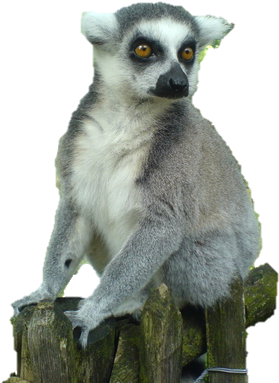 Madagascar Adventures - Lemurs (330x440), Png Download