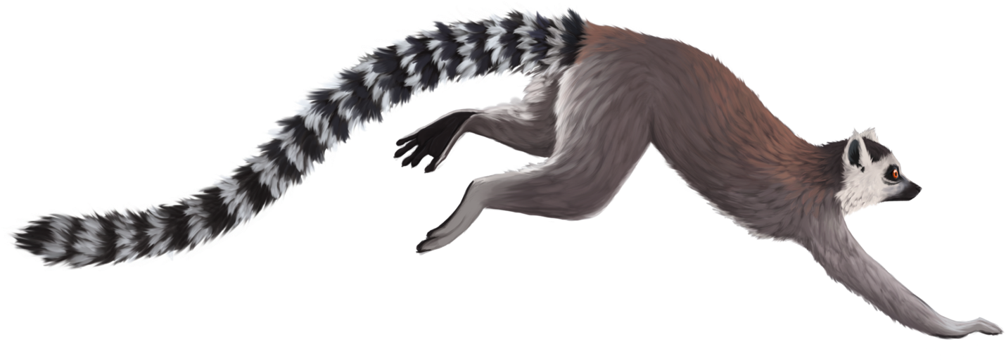 Ring Tailed Lemur Png (1459x548), Png Download