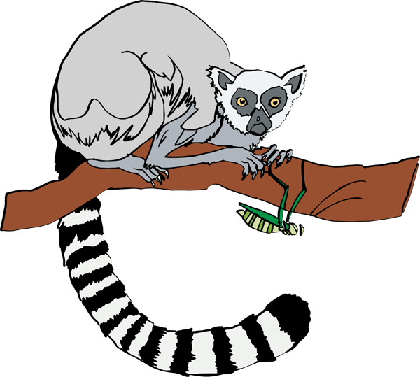 Lemur Clipart (600x539), Png Download
