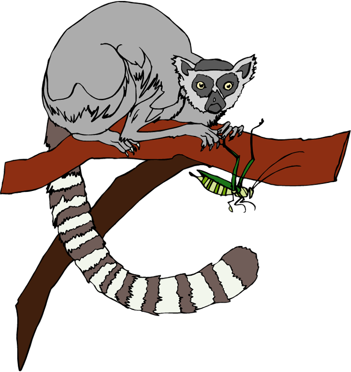 Lemur - Lemur Clipart (709x750), Png Download
