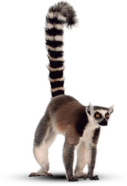 Le Lémurien, Symbole De La Faune Endémique De L'ile - Mulhouse Zoological And Botanical Park (406x608), Png Download