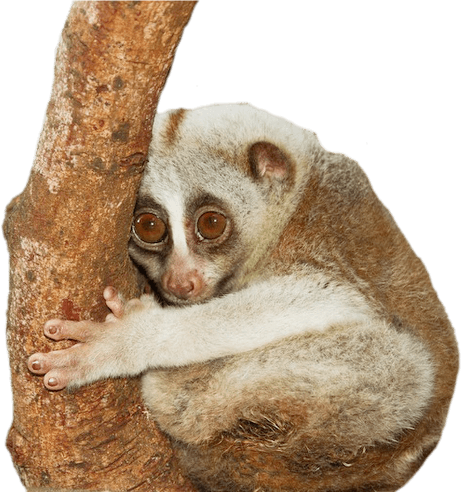 Download - Животные В Таиланде (1518x1000), Png Download