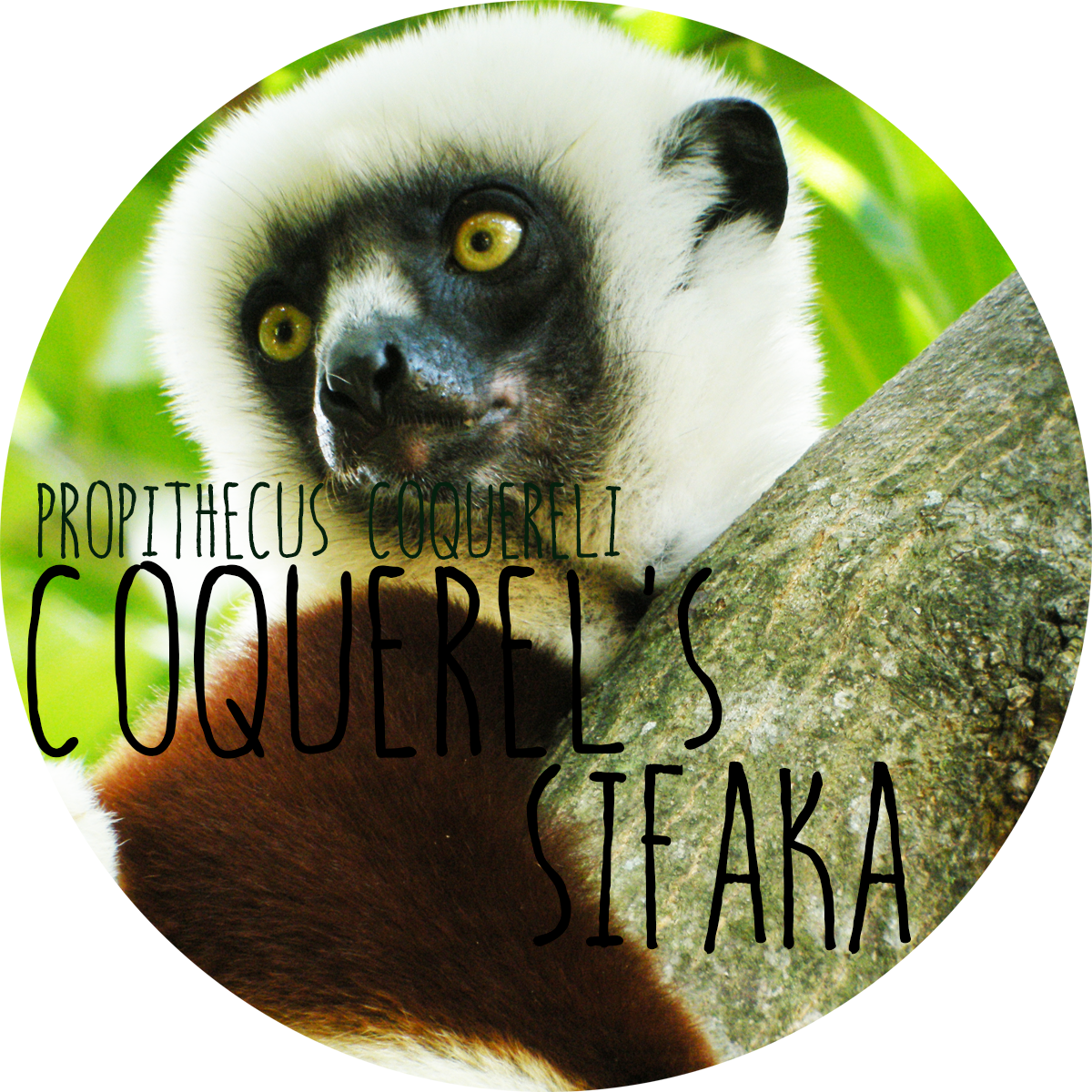 Kinds Of Lovely Lemurs (1200x1200), Png Download