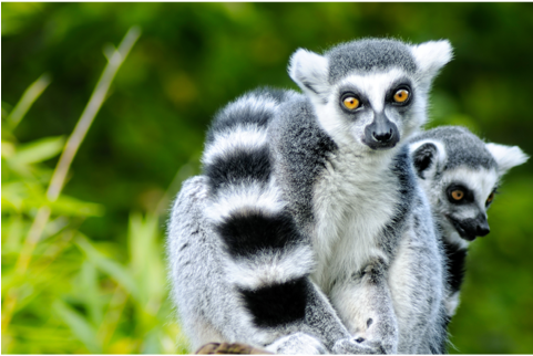 Lemurs - Anm033 - Animales Parecidos Al Mono (480x480), Png Download