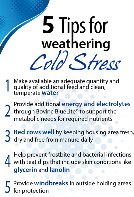 5 Tips For Dairy Cold Stress - Cold Stress In Dairy Cows (450x650), Png Download