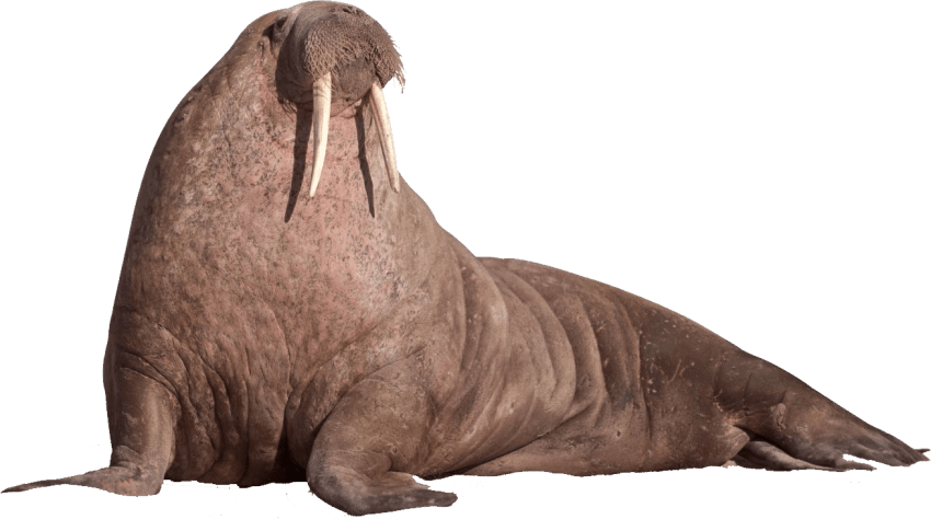 Free Png Walrus Sitting On The Ground Png Images Transparent - Walrus Png (850x485), Png Download