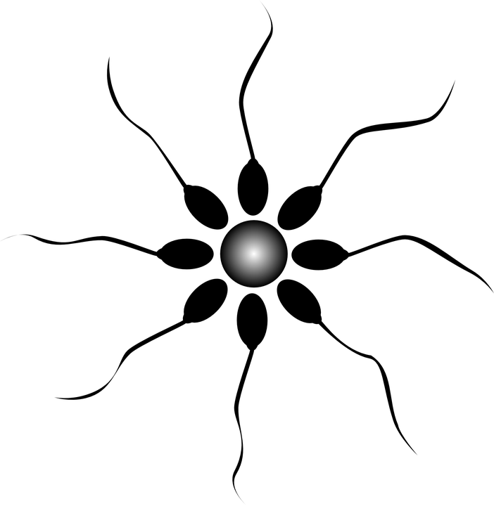 One Of The Ingredients In Semen Is A Product Called - Embryo Transfer (702x720), Png Download