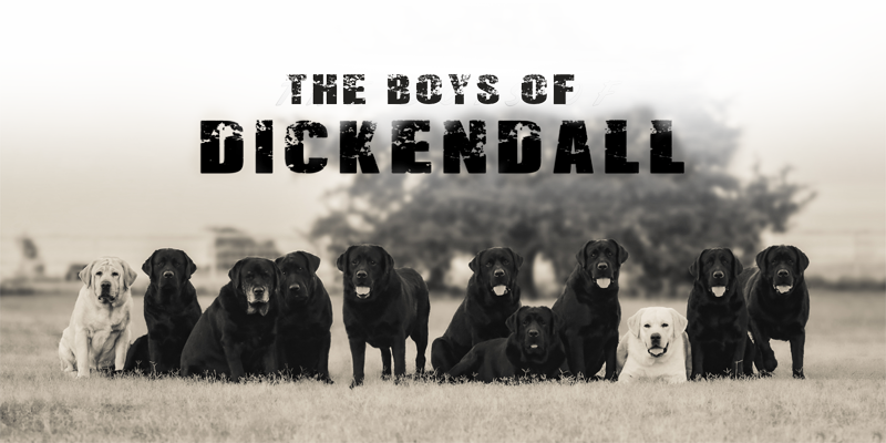 [fresh Or Chilled Semen Only] - Dog (800x400), Png Download