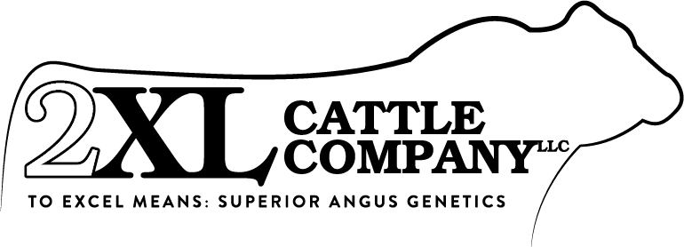 2xl Cattle Company, Llc - Cattle (770x278), Png Download