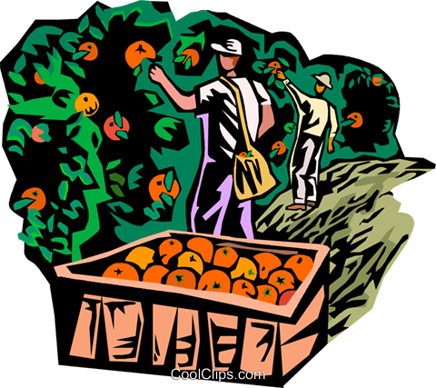Picking Fruit Royalty Free Vector Clip Art Illustration - Picking Fruit Clip Art (480x427), Png Download