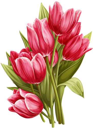 Drawing Tulips Vintage - Tulips Png (365x500), Png Download