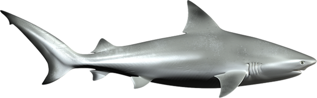 Shark Png - Bull Shark (630x195), Png Download