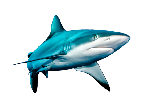 Share - Sharkfish High Quality Png (500x349), Png Download