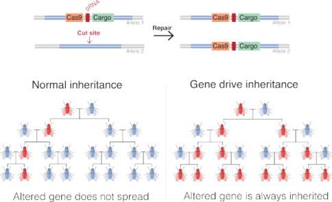 A Gene Drive Is A Genetic Engineering Technology That - Gene Drive (484x295), Png Download