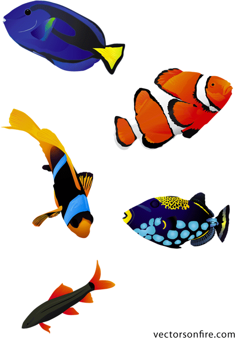 Colorful Aquarium Fish - Coral Reef Fish Vector (455x654), Png Download