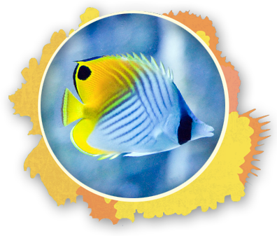 The Pennant Fish Is Incredible Social And Is Even Seen - Triggerfish Maui (396x337), Png Download