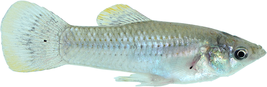 Tropical Fish Png - X Ray Fish Transparent (955x656), Png Download