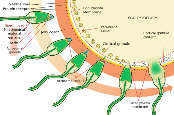 Acrosome-reaction - Acrosome Reaction (600x397), Png Download