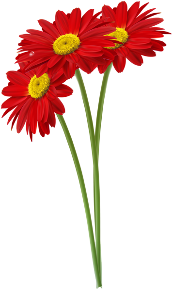 Jpg Royalty Free Stock Red Gerbers Clipart Image Vir - Daisy Red Png (362x600), Png Download
