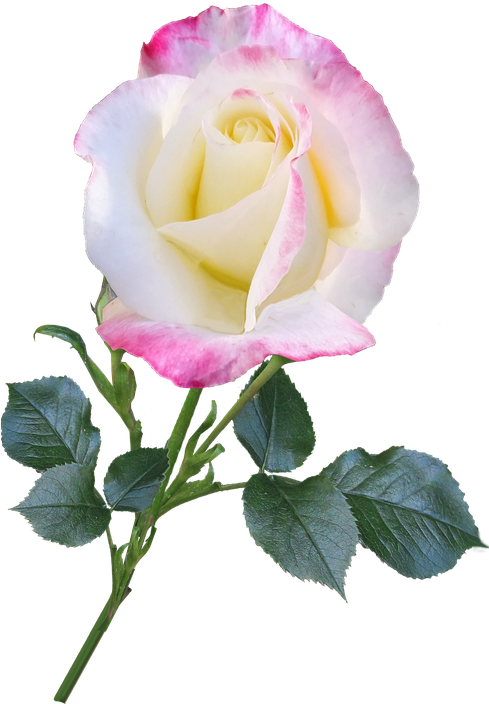 Rose, Bloom, Flower, Stem, Nature, Romantic - Moutan Peony (488x720), Png Download