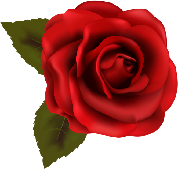 Rose Images, Rose Pictures, Flower Images, Flower Art, - Transparent Background Rose Clipart (600x566), Png Download