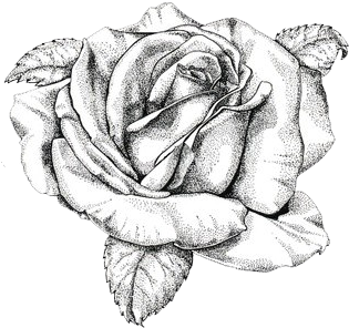Delightful Clutterby Rose Antique Rose Postcards Etc - Vintage Rose Drawing Png (407x407), Png Download