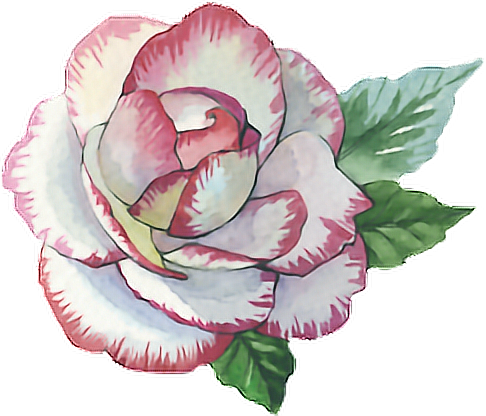 Rose Roses Paint Watercolor Watercolour Flower Pink - Rose Paint Png (486x416), Png Download