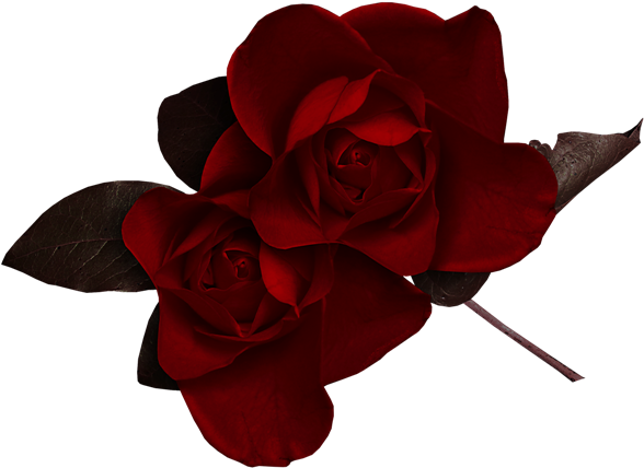 Dark Red Rose Clipart - Dark Red Roses Png (600x439), Png Download