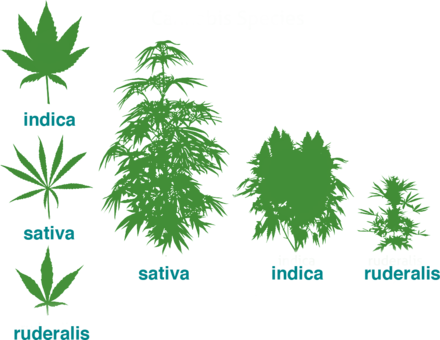 Evolution Of Cultivated Cannabis Strains - Cannabis Ruderalis (440x340), Png Download