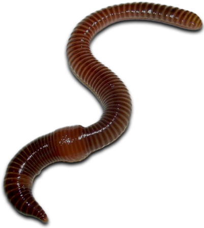 Earthworm Worm Png - California (400x455), Png Download